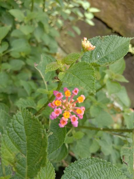 istock Lantana Camara Flowers 1387589045