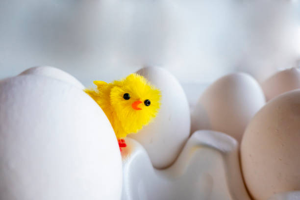 istock Boiled egg chickens in egg box. artificial chicken on the background of chicken eggs 1387590064