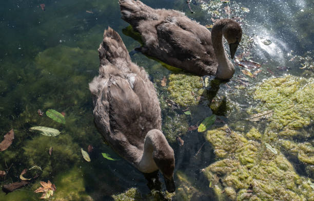 Free picture: young, grey, swan, offspring, birds, waterfowl, lake ...