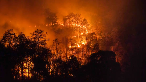 istock Wildfire disaster in tropical forest caused by human 1387592768