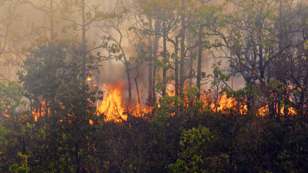 istock Wildfire disaster in tropical forest caused by human 1387592769