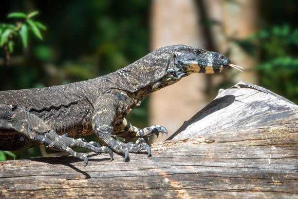 istock Lace Monitor Goanna (Varanus varius) 1387593036