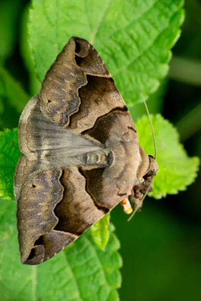 Photo of Triangle moth species, Satara, Maharashtra, India