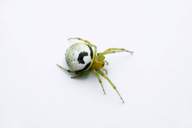 Kidney garden spider, Araneus mitificus, Satara, Maharashtra, India