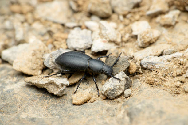 istock Black ground beetle species, Satara, Maharashtra, India 1387594059