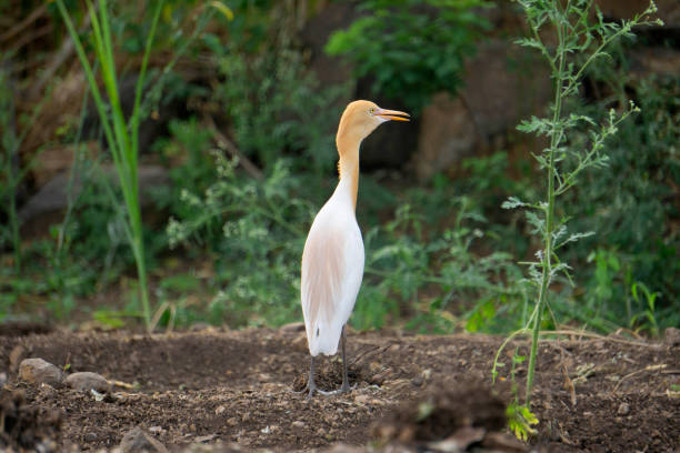 Cattle egret, Bubulcus ibis, Satara, Maharashtra, India