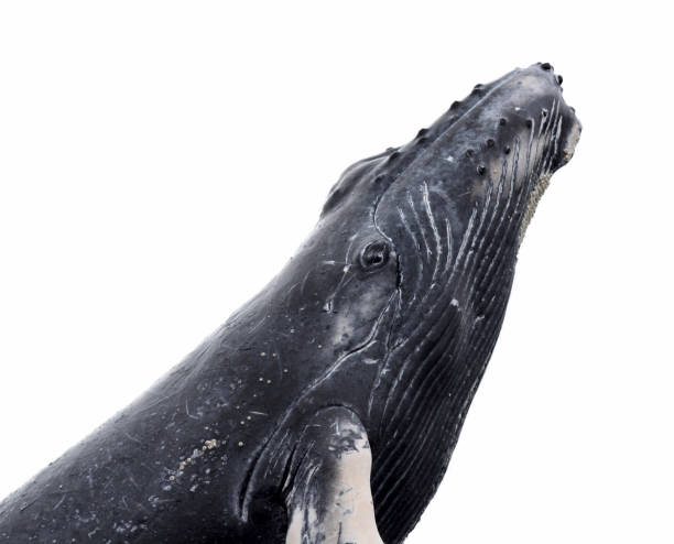 istock Humpback Whale Isolated on a White Background 1387595793