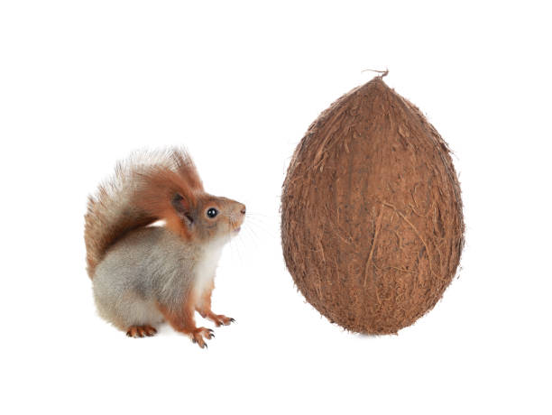 American Red Squirrel with a plastic Easter egg