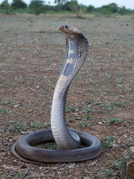 cobra indiana , naja naja , satara, maharashtra, índia - king cobra cobra snake india - fotografias e filmes do acervo