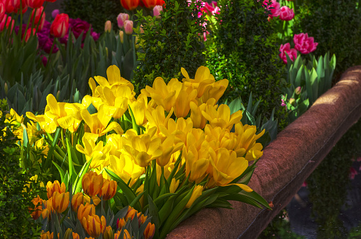 Bright yellow tulips. The traditional annual exhibition \