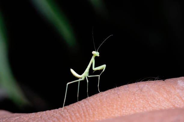 mantis verde , hierodula ventralis, satara, maharashtra, india - carnivore fotografías e imágenes de stock