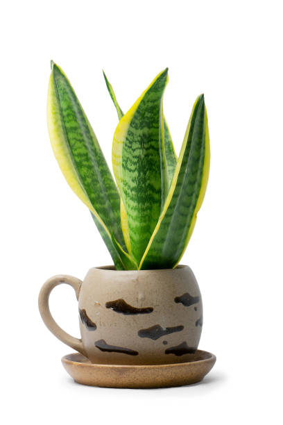 istock Dwarf snake plant, Satara, Maharashtra, India  1387597490