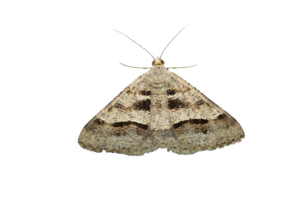 istock Triangle moth , Duponchelia species, Satara, Maharashtra, India 1387598191