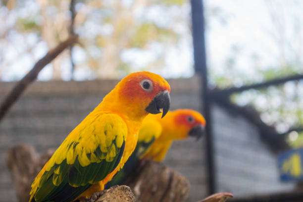 istock Sun Conure Parrot or Bird Beautiful. Colorful Yellow Parrot. 1387598616