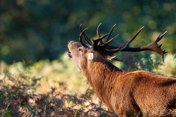 Red deer stags roaring and fighting in the woodlands of London, UK stock photo