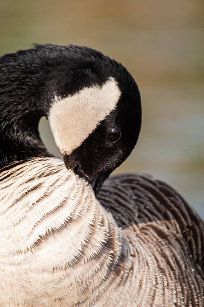 ng portraits of a Canada Goose in London stock photo