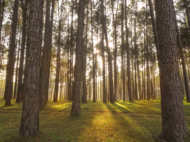 istock Early morning with sunrise in pine forest 1387599788