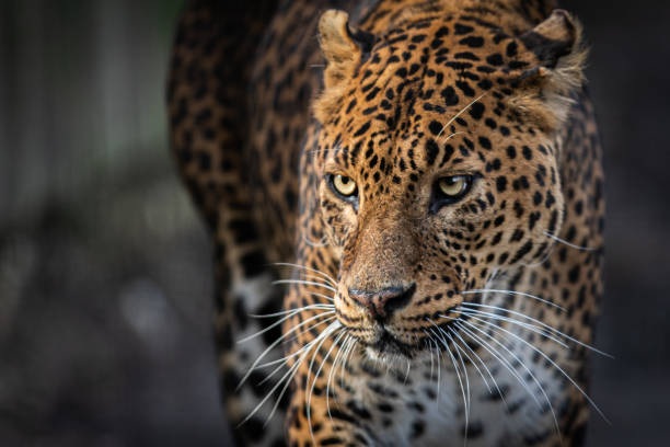 istock Portrait of a leopard in the forest 1387599793