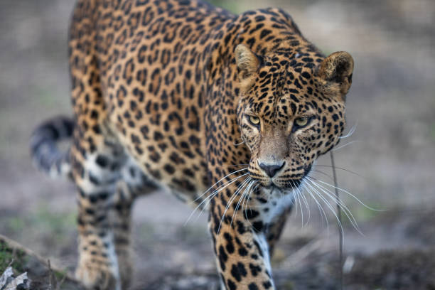 istock Portrait of a leopard in the forest 1387600605