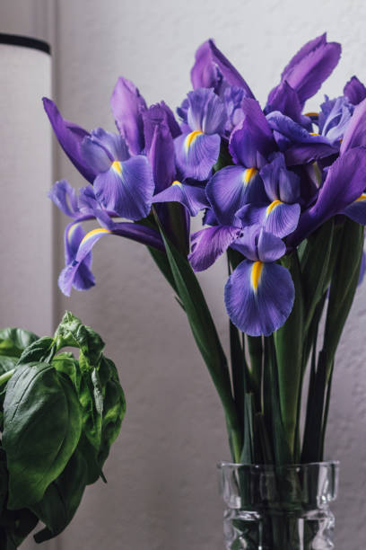 istock purple iris flowers in vase 1387600844
