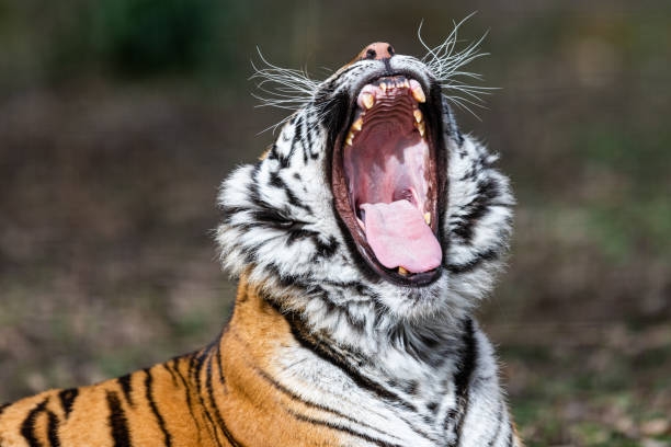 istock Portrait of a tiger in the forest 1387600923