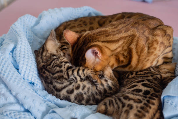 istock Lovely Bengal Cats Family On Bad 1387601575