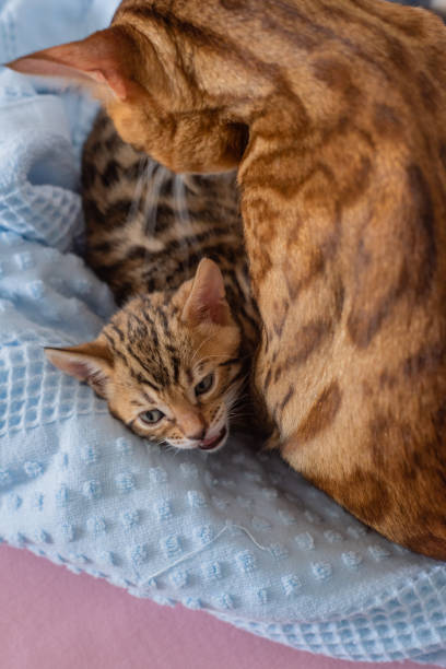 istock Lovely Bengal Cats Family On Bad 1387601597