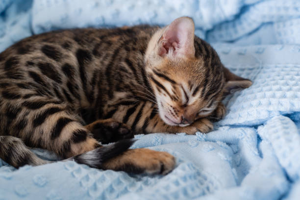istock Lovely Bengal Kitten On Bad 1387602206