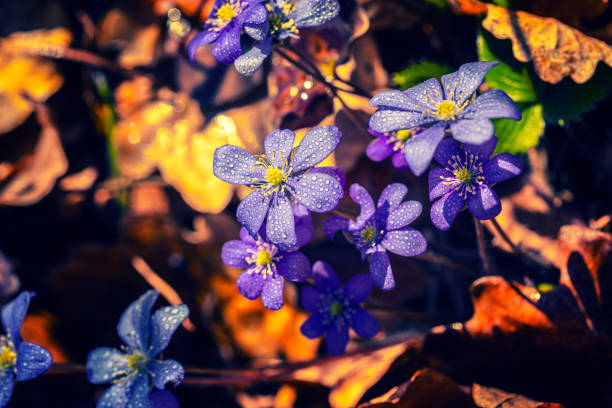 Beautiful forest flowers in spring time after rain