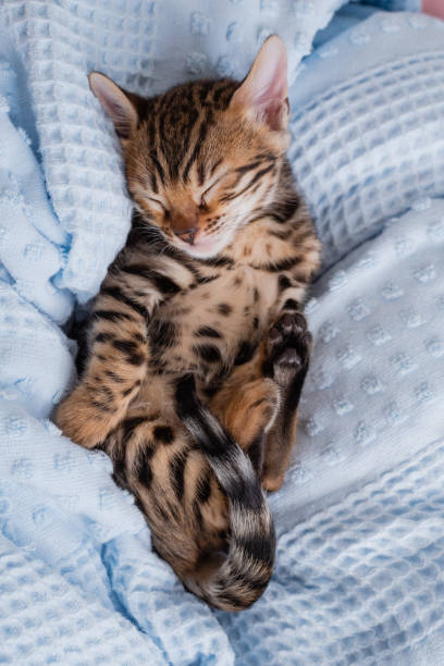 istock Lovely Bengal Kitten On Bad 1387603194