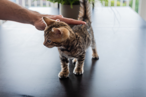Anak Kucing Bengal Yang Cantik Di Atas Meja Foto Stok - Unduh Gambar