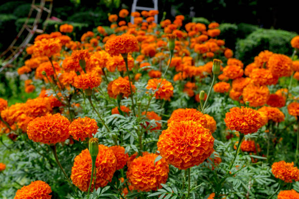 istock Orange marigolds in full bloom in the garden, 1387603538
