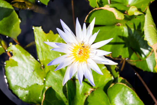 istock white with purple lotus is blooming 1387604144