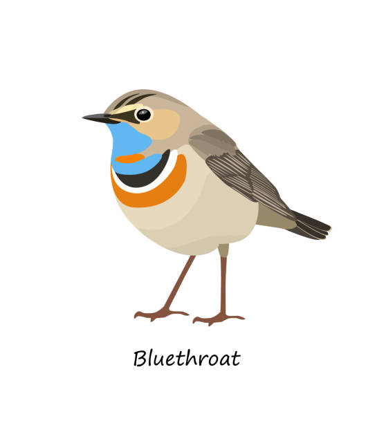 Bluethroat isolated on white background. Vector illustration Bluethroat isolated on white background. Vector illustration bluethroat stock illustrations
