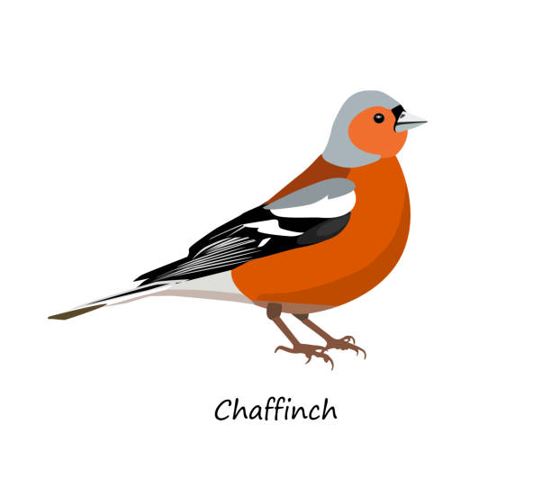 зяблик выделен на белом фоне. векторная иллюстрация - chaffinch stock illustrations