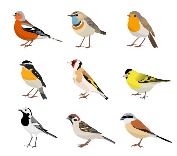 Set of songbirds isolated on white background. Vector illustration Set of songbirds isolated on white background. Chaffinch, bluethroat, robin, whinchat, goldfinch, siskin, wagtail, sparrow, shrike. Vector illustration bluethroat stock illustrations