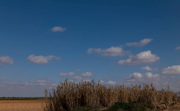 Landscape of grass against blue sky