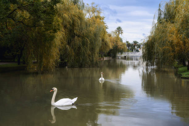 istock White swans gracefully float on the lake, surrounded by clear water, weeping willows and other plants. 1387606951