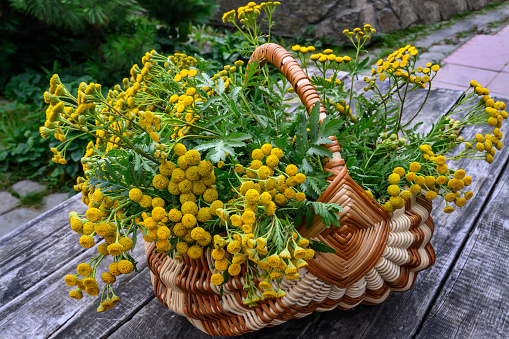 Yellow wildflowers in a wicker basket on a handmade wooden table in an autumn day. close-up. An armful of tansy flowers fresh from the forest. Medicinal plants to maintain health. Yellow flowers