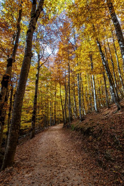 istock Colorful beech fall forest in Ordesa and Monte Perdido NP, Pyrenees, Aragon in Spain 1387610448