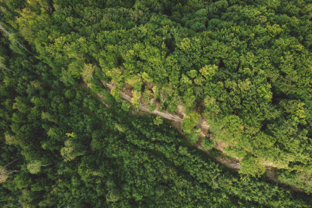 istock High Angle View Of Trees In Forest 1387611302
