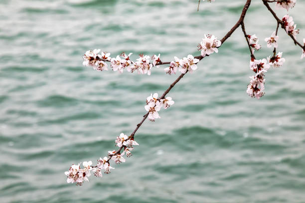 Spring is here and he comes with flowers and soft branches to our vision