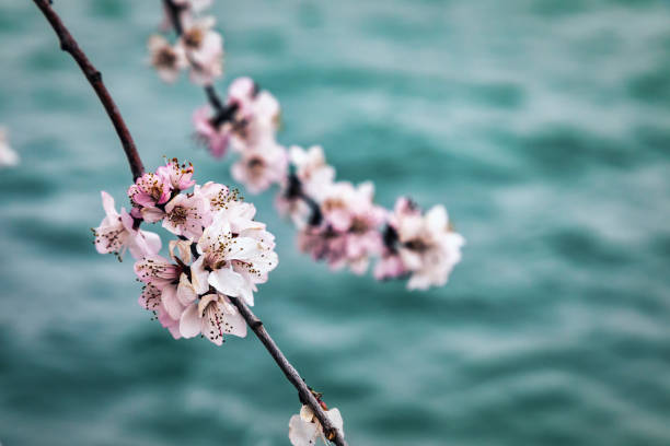 spring flowers
