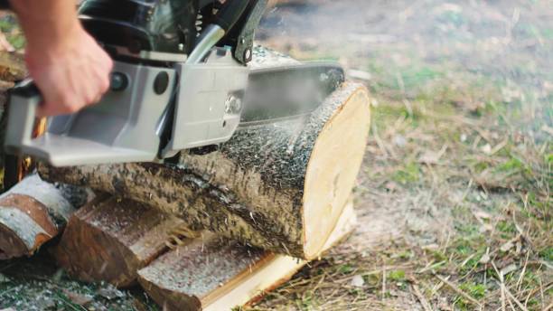 istock A logger saws a log with a chainsaw. Shavings fly in all directions 1387613854