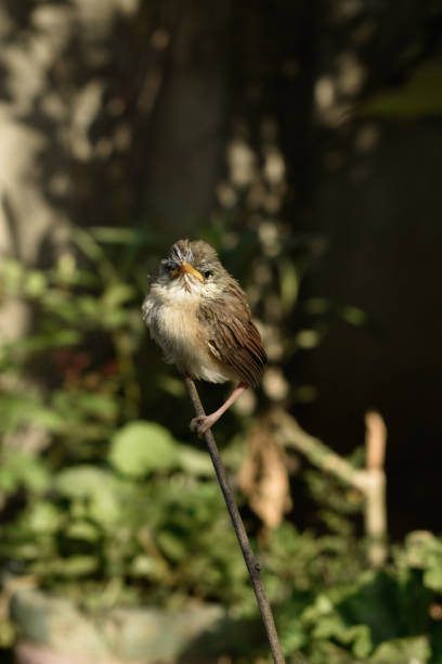 ein baby-kolibris, der morgens auf einem ast sitzt. - duck animal egg isolated bird stock-fotos und bilder