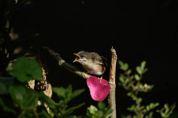 ein baby-kolibris, der morgens auf einem ast sitzt. - duck animal egg isolated bird stock-fotos und bilder