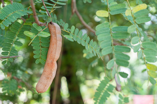 1 tamarind pod on the tree, leaves and tamarind fruit.