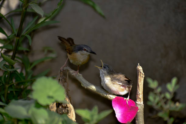 ein baby-kolibris, der morgens auf einem ast sitzt. - duck animal egg isolated bird stock-fotos und bilder