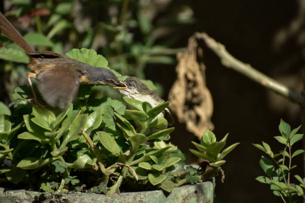 ein baby-kolibris, der morgens auf einem ast sitzt. - duck animal egg isolated bird stock-fotos und bilder