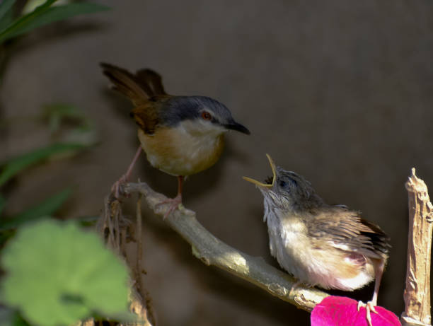 ein baby-kolibris, der morgens auf einem ast sitzt. - duck animal egg isolated bird stock-fotos und bilder